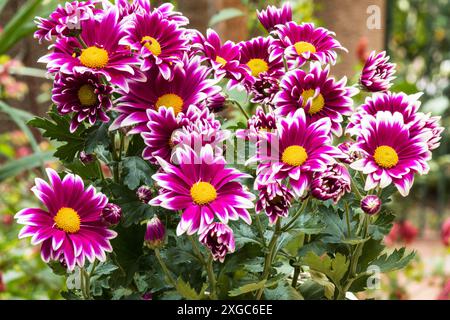 Chrysanthemum summer flowers on natural background Stock Photo