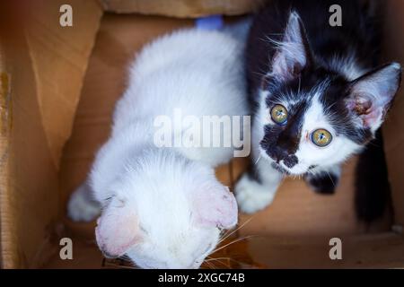 Two cute kittens were left in a cardboard box Stock Photo