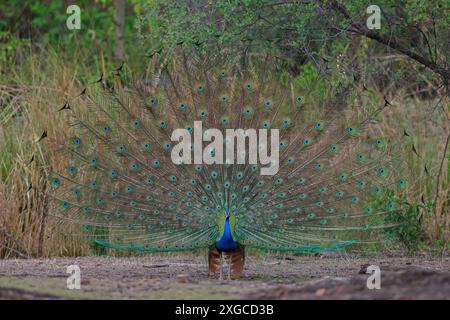 Indian Peafowl, also known as the Common Peafowl or Blue Peafowl, is a peafowl species native to the Indian subcontinent. Stock Photo