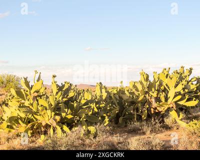 prickly pear cactus, cacti (Opuntia ficus-indica) wild in a semi desert landscape, close up, drought resistant invader species in South Africa Stock Photo