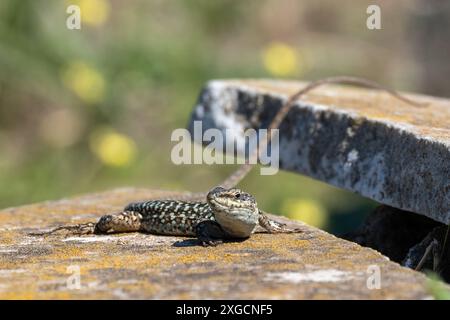 Common wall lizard on a tomb stone, Italy Stock Photo