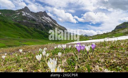 beautiful purple white crocus grows through snow, crocuses in spring, the snow melts and the crocuses bloom on the fresh green meadow, winter is over, Stock Photo