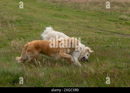 Two Golden Retrievers playing on Baildon Moor. One is a cream golden retriever and one is golden. Stock Photo