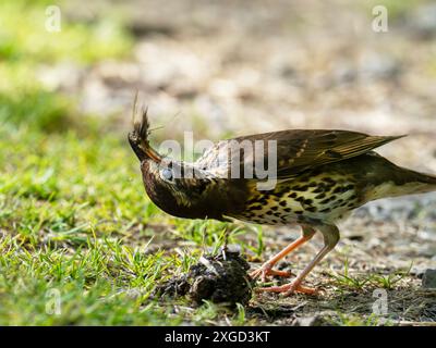 A Song Thrush, Turdus philomelos eating a slug in Ambleside, Lake District, UK. Stock Photo