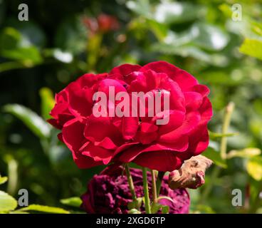 Rosa Sympathie Stock Photo