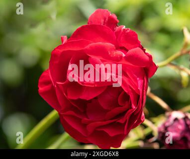 Rosa Sympathie Stock Photo