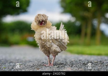 PRODUCTION - 03 July 2024, Schleswig-Holstein, Großenbrode: Shaggy rooster 'Findus' stands on a meadow in the 'Chicken Village'. Seven hens and two cockerels currently populate Regenstein's garden in Großenbrode in the district of Ostholstein. 'Here they have daylight, sunshine and fresh air, they can run around, peck, scratch in the sand and take a sand bath,' says Regenstein. Until now, the animals have spent their lives in factory farming with nine chickens per square meter. Photo: Marcus Brandt/dpa Stock Photo