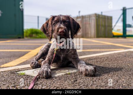 Puppy comes to work.  Wire-haired pointer. Stock Photo