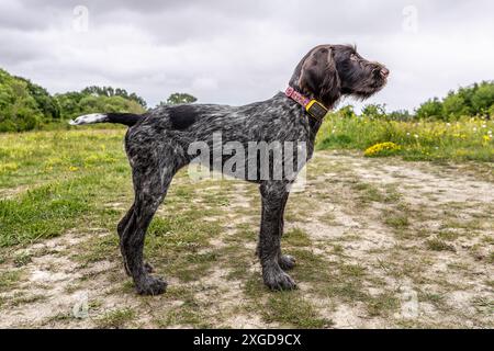 Puppy comes to work.  Wire-haired pointer. Stock Photo