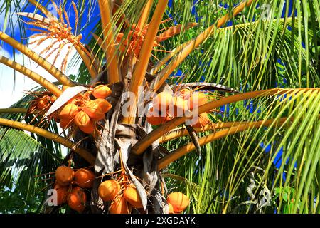 Coconuts and palm tree, Rarotonga, Cook Islands, South Pacific, Pacific Stock Photo