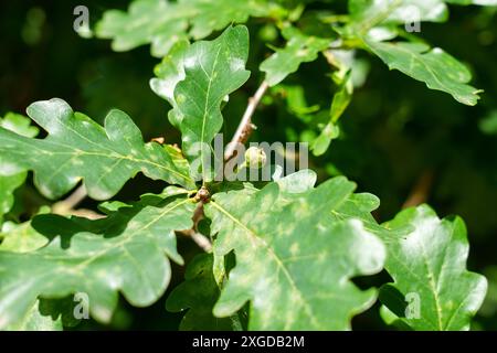 Sunlight filters through the green leaves of a mature oak tree illuminating the branches and showcasing young small developing acorns Stock Photo