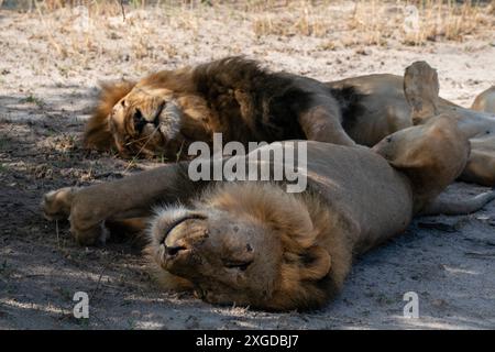 Two lions (Panthera leo) resting in the shade, Savuti, Chobe National Park, Botswana, Africa Stock Photo