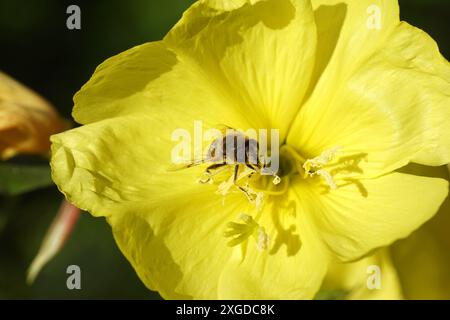 Common drone fly Eristalis tenax, family Syrphidae on yellow flower of evening primrose (Oenothera biennis). Netherlands, Summer, July Stock Photo