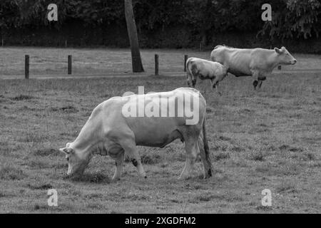 white cows on a fieldn in germany Stock Photo