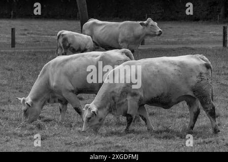 white cows on a fieldn in germany Stock Photo