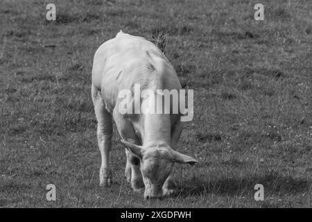 white cows on a fieldn in germany Stock Photo