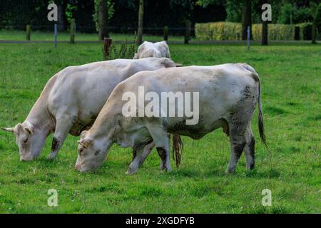 white cows on a fieldn in germany Stock Photo