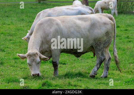 white cows on a fieldn in germany Stock Photo