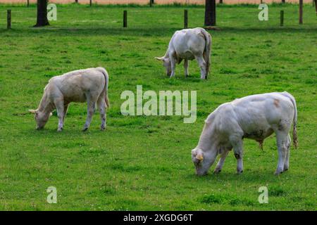 white cows on a fieldn in germany Stock Photo