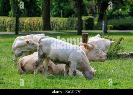 white cows on a fieldn in germany Stock Photo