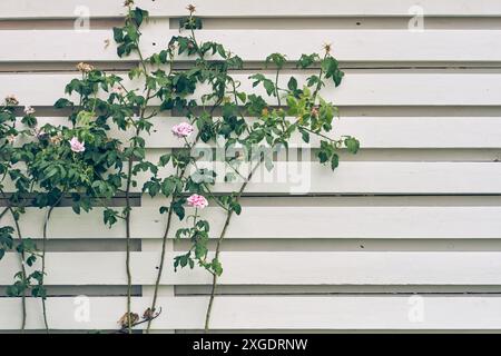 Rose flowers on a bush on a wooden wall with the possibility of copying. A postcard, an invitation, a background for your design. High quality photo Stock Photo