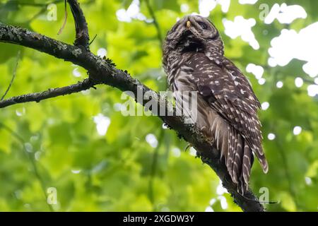 Northern Barred Owl (Strix varia), also known as a Hoot Owl, roosting on a tree branch in the North Georgia Mountains at Vogel State Park. (USA) Stock Photo