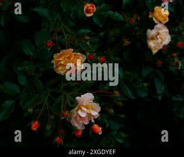 Closeup of the soft orange yellow flowers of the perennial garden rose Rosa flower carpet Amber. Stock Photo