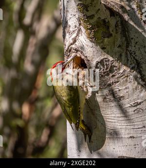 Iberian green woodpecker perched at the entrance of nesting hole on a tree trunk in Madrid, Spain. The bird is green with red face and yellow tail Stock Photo