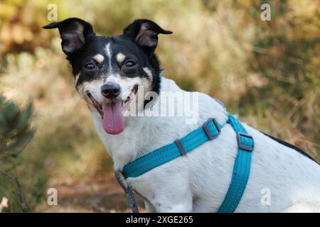 Female Bodeguero buzzard dog looking at camera, Alcoy, Spain Stock Photo