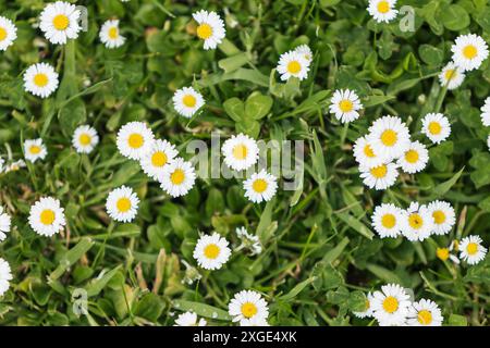 Top-down view of a lush green meadow filled with wild English daisies (Bellis perennis) and clovers in bright natural light Stock Photo