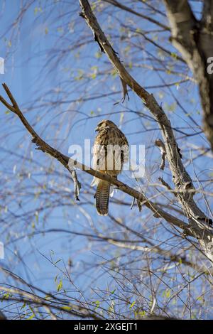 Young Harris's Hawk (Parabuteo unicinctus) perched on a tree in the Southern Coastal Ecological Reserve of Buenos Aires. Stock Photo