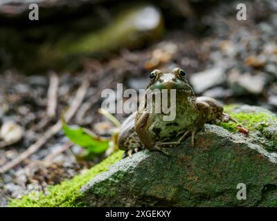 Green Frog (Lithobates clamitans) perched on mossy rock, Huntley Meadows Park, Alexandria, Virginia, USA Stock Photo
