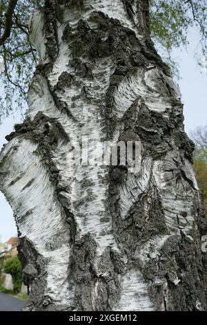 Birch tree bark with detailed natural pattern Stock Photo