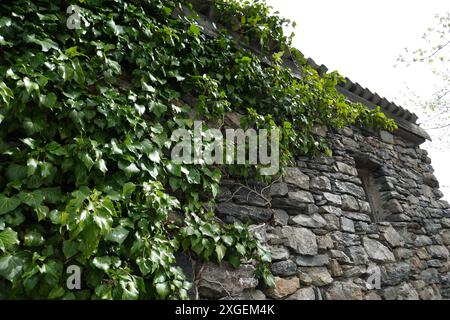 Ivy vines growing on old stone building Stock Photo