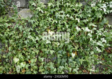 Ivy plants growing on stone wall background Stock Photo