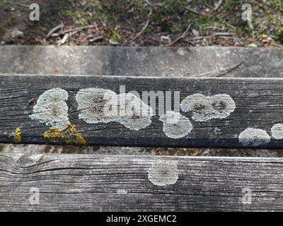 Lichens growing on wooden park bench boards Stock Photo