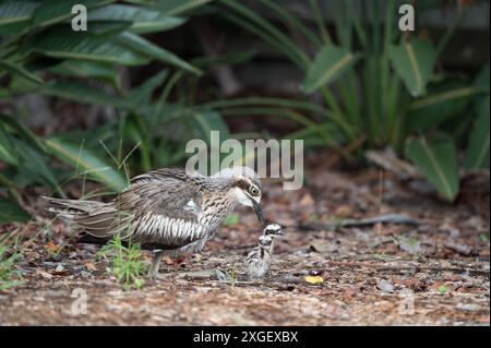 Resting on a bed of dry vegetation among bushes an adult bush stone-curlew sits quietly observing her brood of two small fledgling chicks Stock Photo