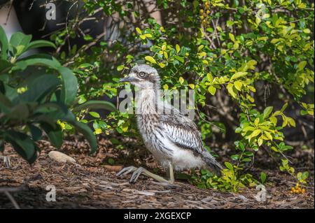 A juvenile Bush Stone Curlew sits calmly sits camouflaged, among bushes at Main Beach in Surfers Paradise in Queensland Australia. Stock Photo