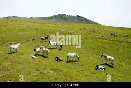 Wild horses ponies below Rough Tor Roughtor on north side of Bodmin Moor granite upland, Cornwall, England, Summer Stock Photo