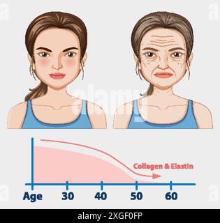 Skin aging process Stock Vector Image & Art - Alamy