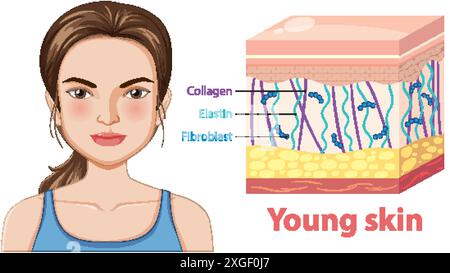 Illustration of young skin layers and components Stock Vector Image ...