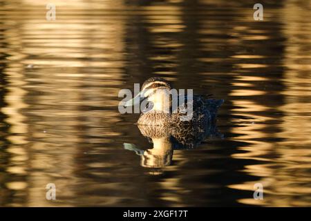 A Pacific Black Duck, Anas superciliosa, on the water in dappled, golden late afternoon light at Herdsman Lake, Perth, Western Australia. Stock Photo