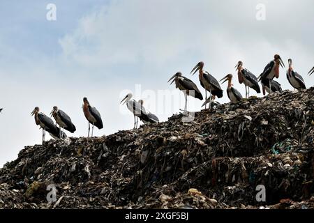 Greater Adjutant Stork (Leptoptilos dubius) at a largest disposal site. The greater adjutant stork is one of the most endangered bird species widely Stock Photo