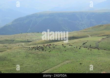 Herd of cows grazing on vast green hills with mountains in the background Stock Photo