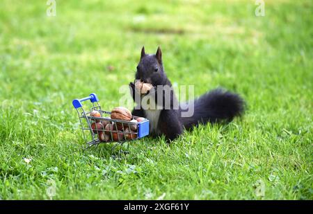 Eurasian red squirrel (Sciurus vulgaris) eats nuts from the shopping trolley Stock Photo