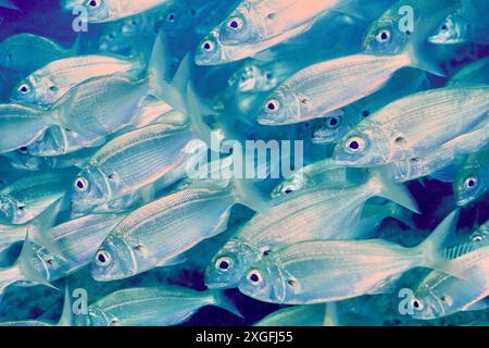 A shoal of shiny fish, armpit seabream (Pagellus acarne), swims in the sea. Dive site El Cabron marine reserve, Arinaga, Gran Canaria, Spain Stock Photo