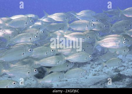A shoal of shiny fish, armpit bream (Pagellus acarne), swims in the blue sea water. Dive site El Cabron marine reserve, Arinaga, Gran Canaria, Spain Stock Photo