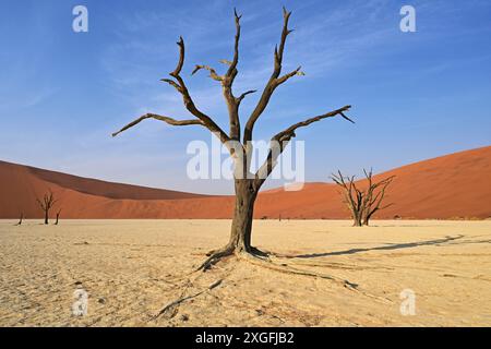 Dead camel thorn tree in the Deadvlei, Namib Desert, Namibia Stock Photo