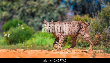 Iberian Lynx, Lynx pardinus, Mediterranean Forest, Castilla La Mancha, Spain, Europe Stock Photo