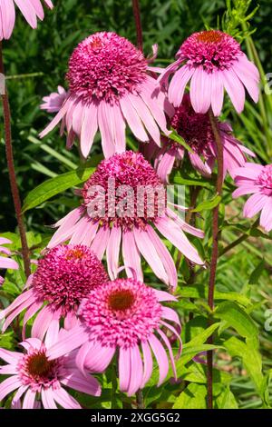 Echinacea 'Pink Double Delight' Echinaceas flowers Coneflowers Stock Photo